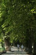 Uzhgorod. Alley of old chestnuts, Zakarpattia Region, Cities 