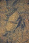 Uzhgorod. Clear waters of river Uzh, Zakarpattia Region, Rivers 