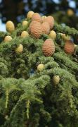 Uzhgorod. Coniferous-seed cones, Zakarpattia Region, Cities 