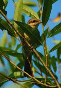 Uzhgorod. City Bird, Zakarpattia Region, Cities 