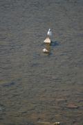 Ужгород. Речная чайка, Закарпатская область, Реки 