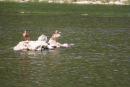 Uzhgorod. Ducks on rocky shoal in middle of river, Zakarpattia Region, Rivers 