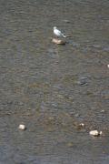 Uzhgorod. Dry-shod, Zakarpattia Region, Rivers 