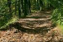 Hust. Forest road to ruins of castle Hust, Zakarpattia Region, Cities 