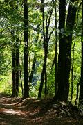 Hust. Wooded slopes of castle hill, Zakarpattia Region, Cities 