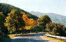 Kostylivka. Road and early autumn, Zakarpattia Region, Roads 