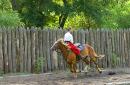 Zaporizhzhia. Horse theatre  backwards and faster, Zaporizhzhia Region, Cities 