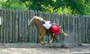 Zaporizhzhia. Horse theatre  famously latched, Zaporizhzhia Region, Cities 