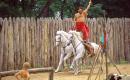 Zaporizhzhia. Horse theatre pair of white horses, Zaporizhzhia Region, Cities 