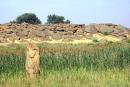 Terpinnia. Reeds and Stone Grave, Zaporizhzhia Region, Museums 