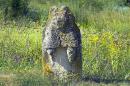 Terpinnia. Torn time stone idol, Zaporizhzhia Region, Museums 