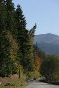 Vorokhta. Forest framing of the Carpathian highway, Ivano-Frankivsk Region, Roads 