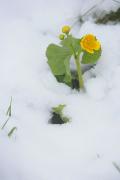 Carpathian NNP. Flower resistance, Ivano-Frankivsk Region, National Natural Parks 