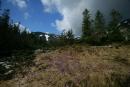 Carpathian NNP. Reviving Saffron Glade, Ivano-Frankivsk Region, National Natural Parks 