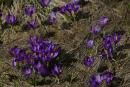 Carpathian NNP. Saffron Carpathian primroses, Ivano-Frankivsk Region, National Natural Parks 