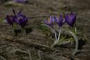 Carpathian NNP. Delicate crocuses - harbingers of spring, Ivano-Frankivsk Region, National Natural Parks 