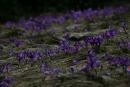 Carpathian NNP. Blue saffron carpet in the Carpathians, Ivano-Frankivsk Region, National Natural Parks 