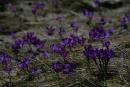 Carpathian NNP. Glow of spring primroses, Ivano-Frankivsk Region, National Natural Parks 