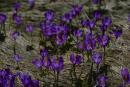 Carpathian NNP. Blue lights of primroses, Ivano-Frankivsk Region, National Natural Parks 