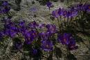 Carpathian NNP. Crocuses meet the spring sun, Ivano-Frankivsk Region, National Natural Parks 