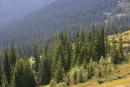 Carpathian NNP. Spruce pile on a mountainside, Ivano-Frankivsk Region, National Natural Parks 