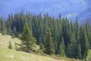 Carpathian NNP. Natural slopes on the mountainside, Ivano-Frankivsk Region, National Natural Parks 