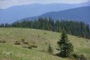 Carpathian NNP. Polonina interspersed with elfin wood, Ivano-Frankivsk Region, National Natural Parks 