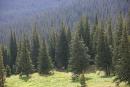 Carpathian NNP. Spruce Carpathian landscape, Ivano-Frankivsk Region, National Natural Parks 