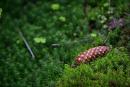 Carpathian NNP. Fir cone on horsetail cover, Ivano-Frankivsk Region, National Natural Parks 