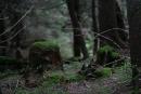 Carpathian NNP. Mossy forest stumps, Ivano-Frankivsk Region, National Natural Parks 