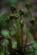 Carpathian NNP. Seasonal Awakening of Life, Ivano-Frankivsk Region, National Natural Parks 