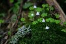 Carpathian NNP. Horsetail-lichen-flower symbiosis, Ivano-Frankivsk Region, National Natural Parks 