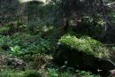 Карпатский НПП. Живописный лесной природный хаос, Ивано-Франковская область, Национальные природные парки 