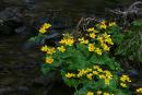 Carpathian NNP. Bright vegetable framing creek, Ivano-Frankivsk Region, National Natural Parks 