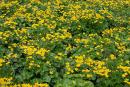 Carpathian NNP. Flower cover in the Brazilian range, Ivano-Frankivsk Region, National Natural Parks 