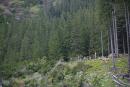 Carpathian NNP. Consequences of a forest windbreak, Ivano-Frankivsk Region, National Natural Parks 