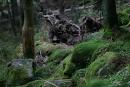 Carpathian NNP. Stone moss conservation, Ivano-Frankivsk Region, National Natural Parks 
