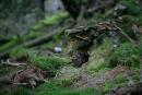 Carpathian NNP. Tree monster, Ivano-Frankivsk Region, National Natural Parks 