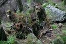 Carpathian NNP. Do not keep on the forest slope, Ivano-Frankivsk Region, National Natural Parks 