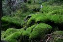 Carpathian NNP. Moss Stone Waves, Ivano-Frankivsk Region, National Natural Parks 