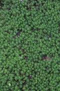 Carpathian NNP. Horsetail, Ivano-Frankivsk Region, National Natural Parks 