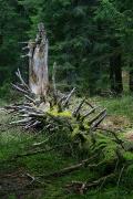 Carpathian NNP. So the obsolete ate die, Ivano-Frankivsk Region, National Natural Parks 