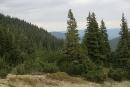 Carpathian NNP. Elfin wood and fir forest, Ivano-Frankivsk Region, National Natural Parks 