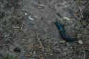 Carpathian NNP. Snail lost shell, Ivano-Frankivsk Region, National Natural Parks 