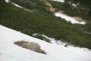 Carpathian NNP. Snowstone Limestone, Ivano-Frankivsk Region, National Natural Parks 