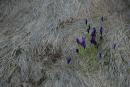 Carpathian NNP. Crocuses in anticipation of sunlight, Ivano-Frankivsk Region, National Natural Parks 