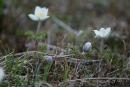 Carpathian NNP. Spring awakening, Ivano-Frankivsk Region, National Natural Parks 
