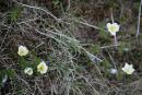 Carpathian NNP. Spring bloom, Ivano-Frankivsk Region, National Natural Parks 