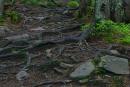 Carpathian NNP. Stone Root Solitaire, Ivano-Frankivsk Region, National Natural Parks 