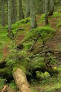 Carpathian NNP. Mshany undergrowth, Ivano-Frankivsk Region, National Natural Parks 